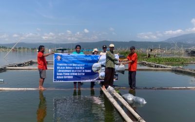 Langkah Nyata Prodi MSP Undip: Tebar Benih Nila Hitam di Danau Rawa Pening